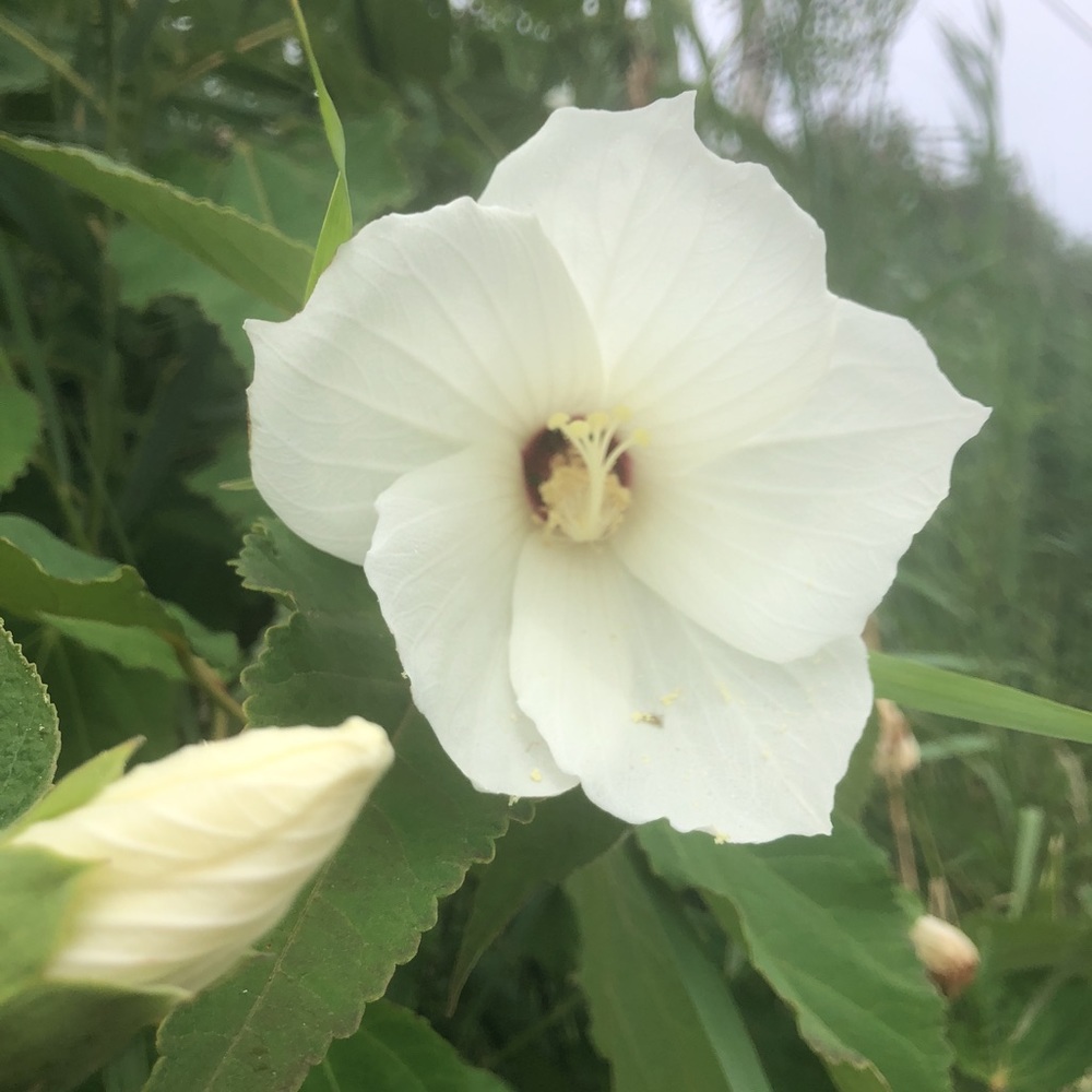 Meet your Posher, Alli